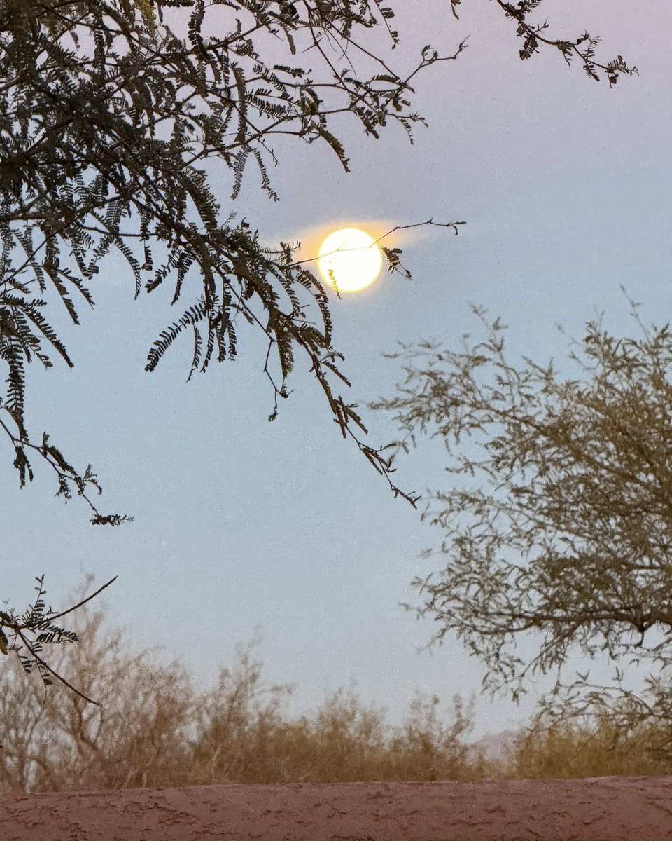 KristyTallman's tweet image. Cold Moon Over Benson, Arizona 🌕✨🌵

Tonight’s Cold Moon rising over Benson came in bright, sharp, and gorgeous — desert sky knows how to put on a show.

#ColdMoon #BensonAZ #ArizonaSky #WLNN

📸 Credit: turileesmith