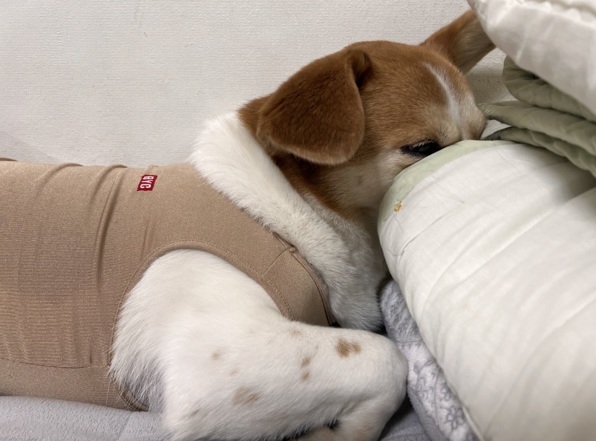 우리 바둑이는 내가 옷을 안 사줬더니 할머니가 왜 애 옷 안 사 입히냐며 뭐라도 입혀야 한다고 여름 쿨 난닝구 입혀 놨네ㅎㅎ🤦🏻