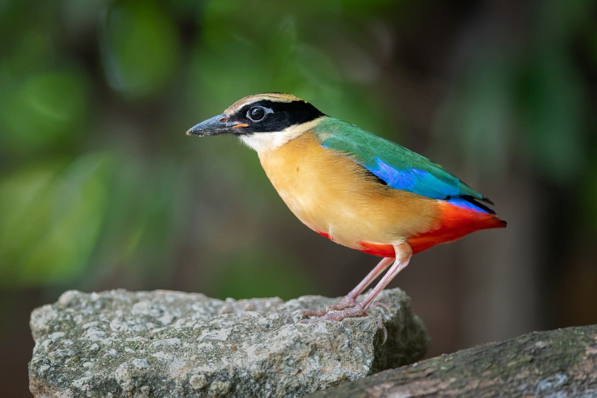 BP_Chua's tweet photo. Blue-winged Pitta 
#pitta #bird #nature #multicoloured #photography https://t.co/E3CW4336ZI