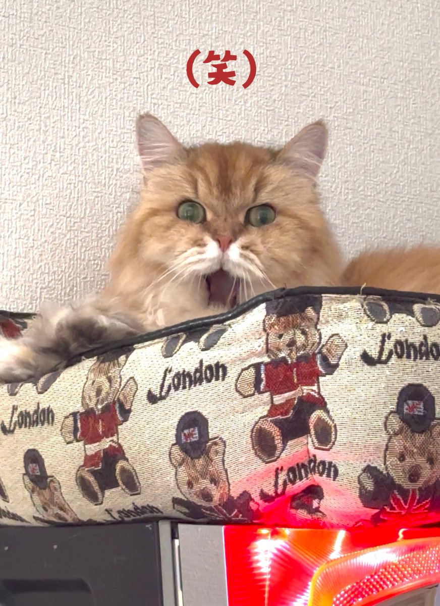 にゃんじろう (@nyanjirou28) / Posts / X