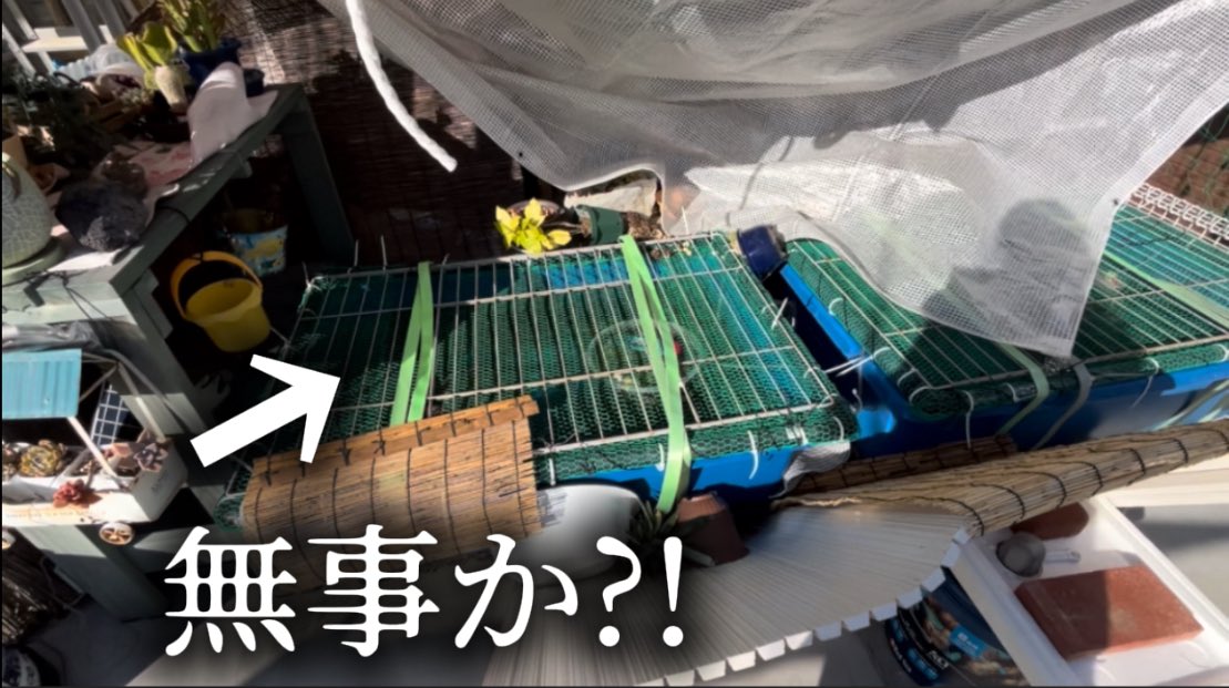 koko50482745's tweet photo. YouTube更新です⟡.*

ぐちゃぐちゃ……。
らんちゅうの冬越し支度中におきた災難｜アクアリウム｜金魚｜生き物

_:(    _ ́ཫ`):_

https://t.co/GjIp9HTT4t https://t.co/05UkY8VWav