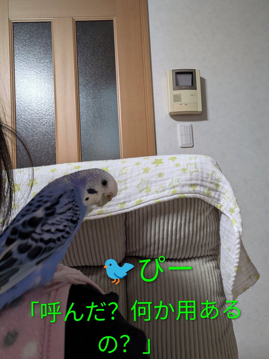 こんばんは🌙
寒くなりましたね😰

🐦️ぴーはいつものように私の肩でのんびりしています💞