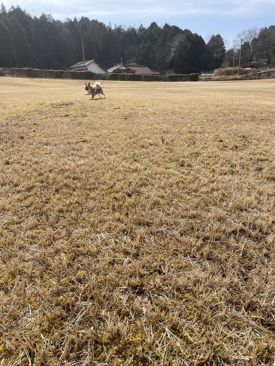 shim_memo's tweet photo. 犬はヒキの写真だと普段どんな動きしてるのかよくわかっていい https://t.co/uWarzyjw5M