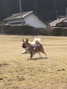 shim_memo's tweet photo. 犬はヒキの写真だと普段どんな動きしてるのかよくわかっていい https://t.co/uWarzyjw5M