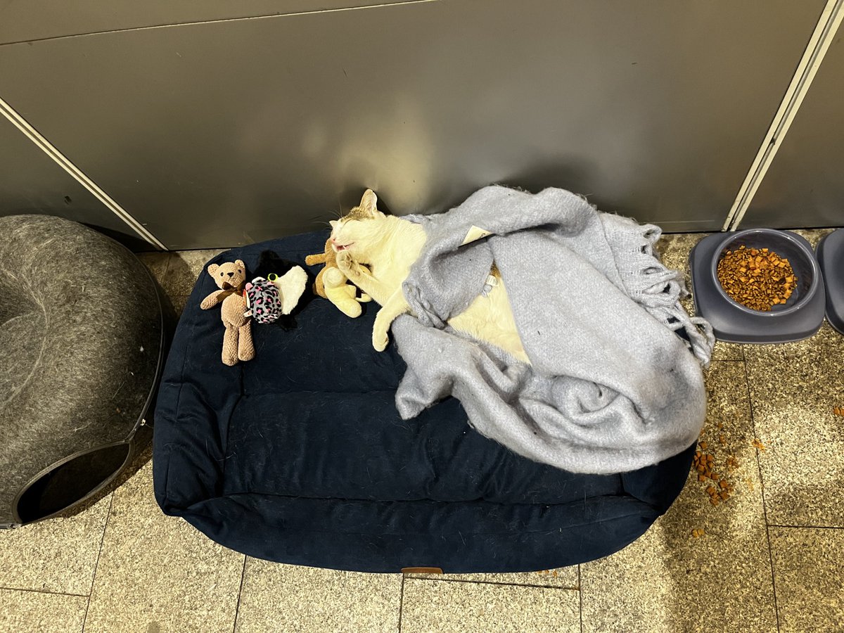 hewdevil's tweet image. kanyon kediye bissürü eşya ve mama koymuşlar çok tatlı uzanıyodu