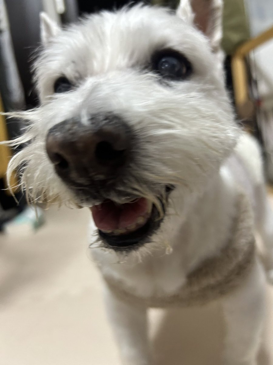 ちーちゃんですけどもっ第3巻予約発売中です❗️ (@ymc_cheezu