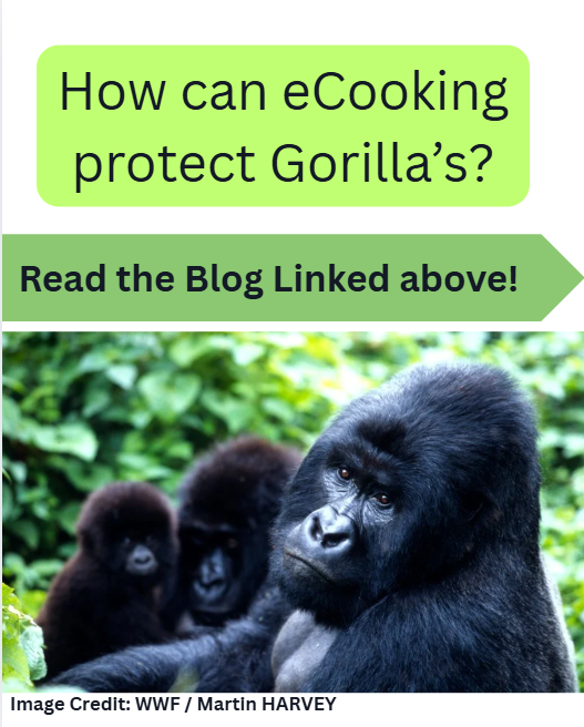 geccoHQ's tweet photo. 📢 New Blog Out!
 
⚡🌱 The blog titled “Gorilla Restoration: How can eCooking support gorilla conservation," explores how electric cooking can play a vital role in protecting gorilla species.

🔗 Read the full blog here 👉: https://t.co/Rp7dpAv9nz https://t.co/p1wh9PjF0Z