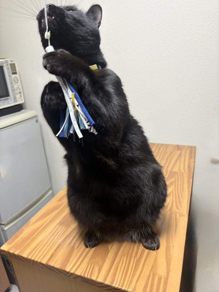 新しい猫じゃらしに夢中🥰