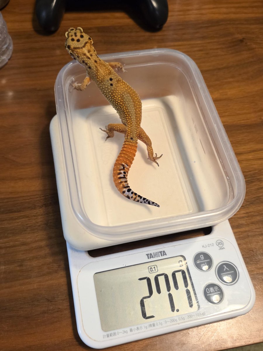 こなっこ (@KzxHana) / Posts / X