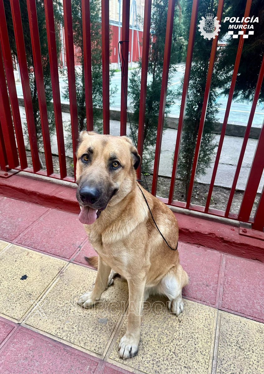 Policía Local Murcia tweet media
