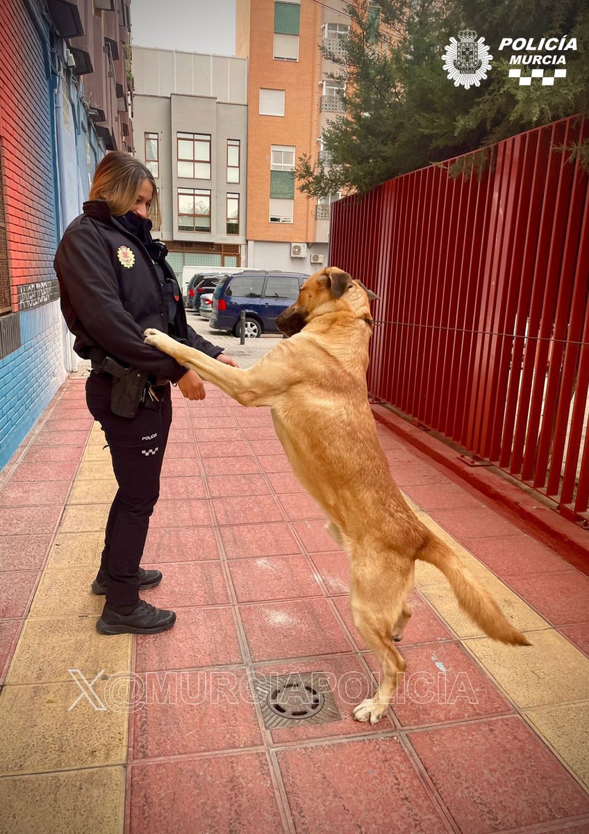🐶 Ayer, agentes de Barrios localizaron en la plaza Pintor Pedro Flores (El Carmen) a un perro suelto y muy asustado.
 Tras lograr asegurarlo, el servicio de Zoonosis acudió y se hizo cargo del animal.
¿Nos ayudas a encontrar a su familia con un retuit? 🐶❤️
#PerroPerdido