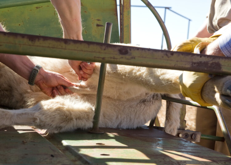 africanfarming_'s tweet image. Why animals are castrated: Primary reasons and best practices
africanfarming.com/tiny/0a9z