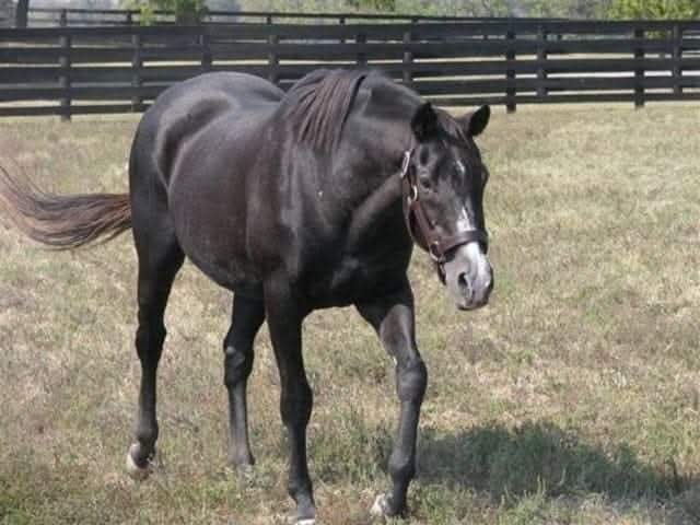 HORSERACING1002's tweet photo. WILD AGAIN 🇺🇸 1980
(ICECAPADE - BUSHEL-N-PECK BY KHALED)
#WildAgain https://t.co/iLYgDIsk70
