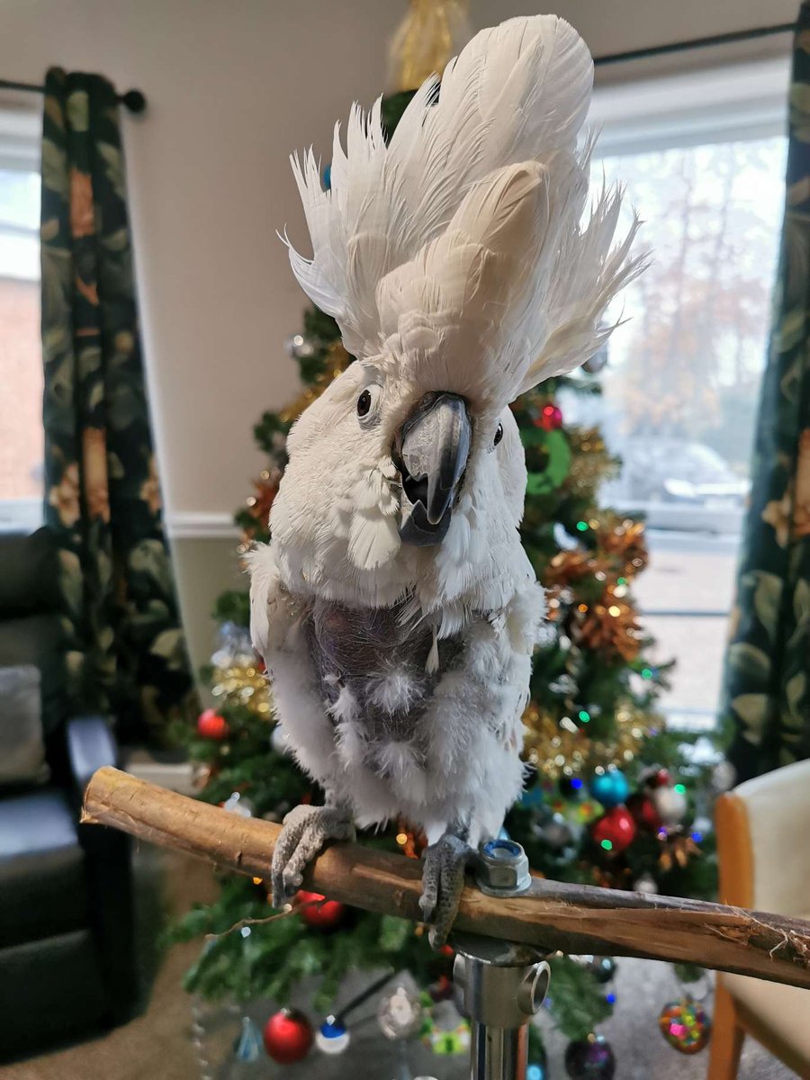 SoTFest's tweet image. Say hello to one of our many guests attending next year!! 
Meet Millie! A 23 year old Umbrella Cockatoo! I'm sure she's just as excited to meet all of you as we are to meet her!
She'll be joining us with a few others thanks to the lovely folks at @ParrotsnPirates ♥️

#SotfestV
