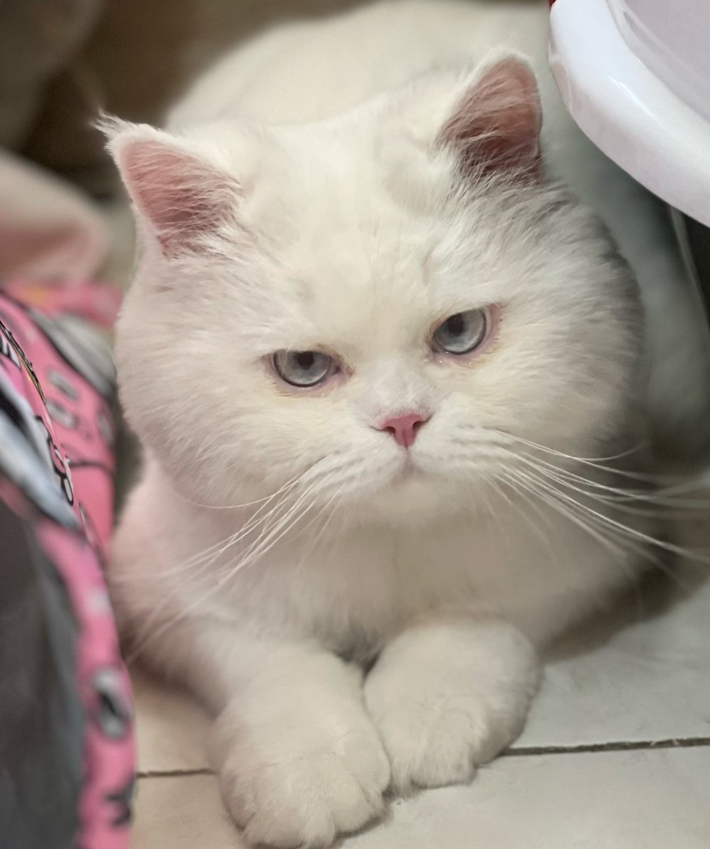 برو بچه خوشگل 😼