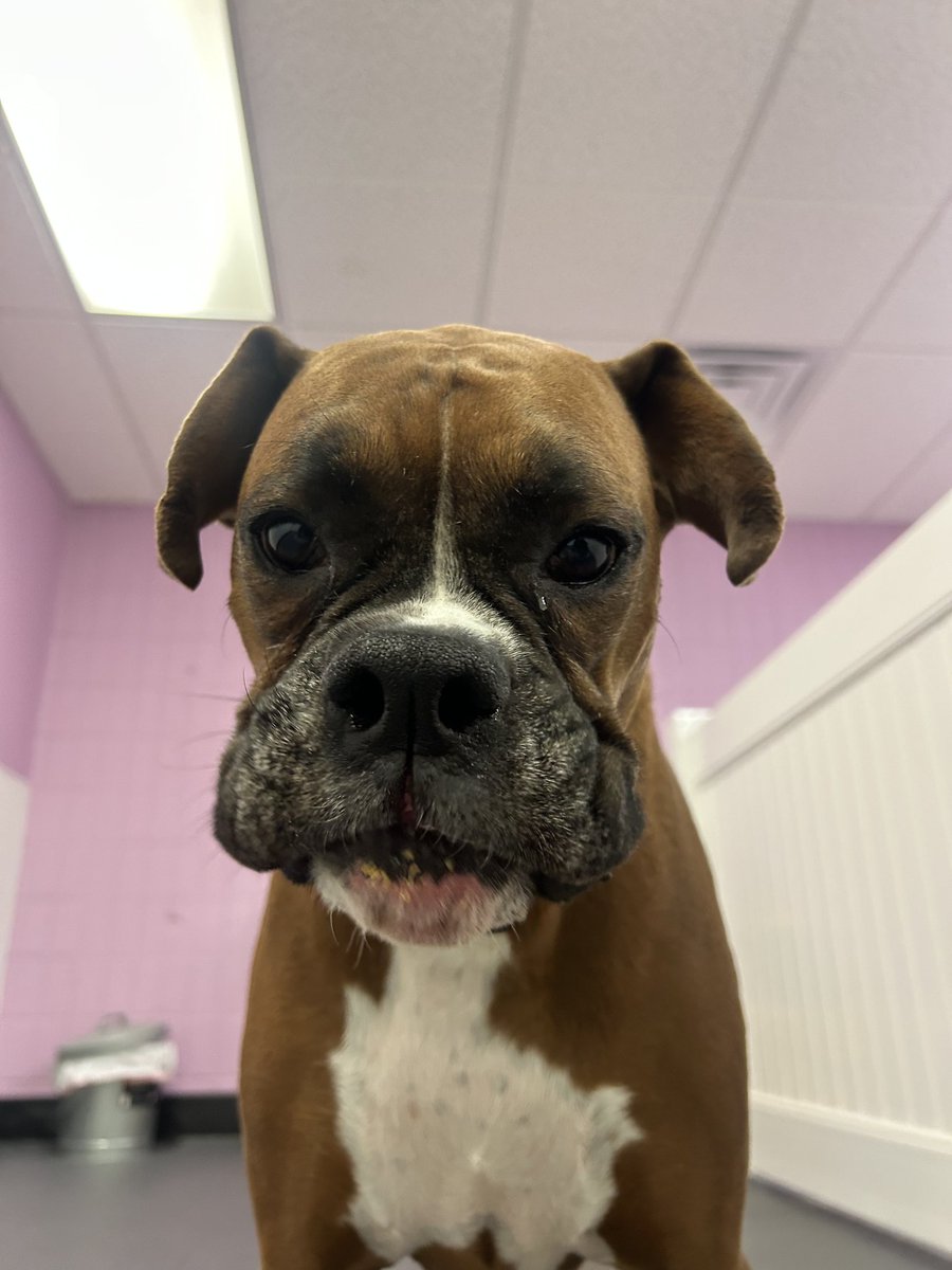 samjacklover's tweet image. Caden's ornament that he made at daycare.  Totally love it Central Bark New Berlin !!! 💗💗💗