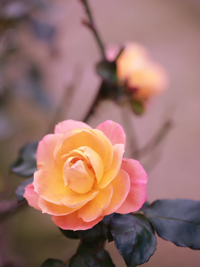 \[V}KWwRXfBAhbgR!!x:ŐV𐏎XV!!