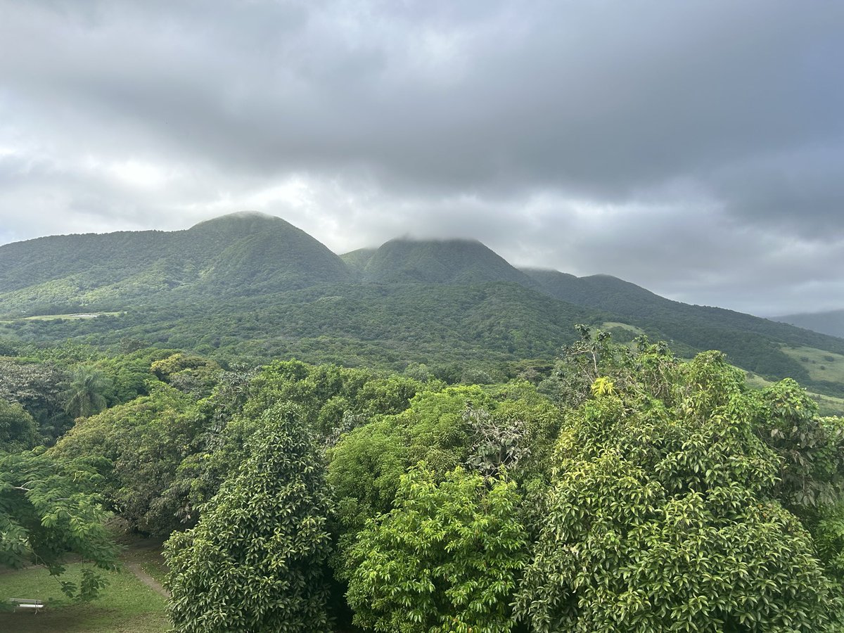 TC@woodlandnomad
Some Caribbean sunshine and trees to brighten the day