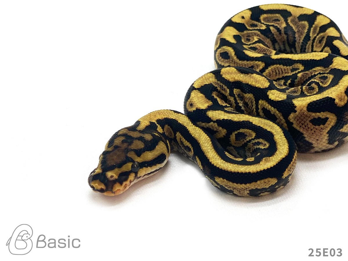 【販売中】
0.1 Spotnose YellowBelly 100% Het Clown
スポットノーズイエローベリー 100% Het クラウン♀
¥45,000

個体ID:25E03
2025 Basic CB

#ボールパイソン販売 #ボールパイソン繁殖 #BasicCB