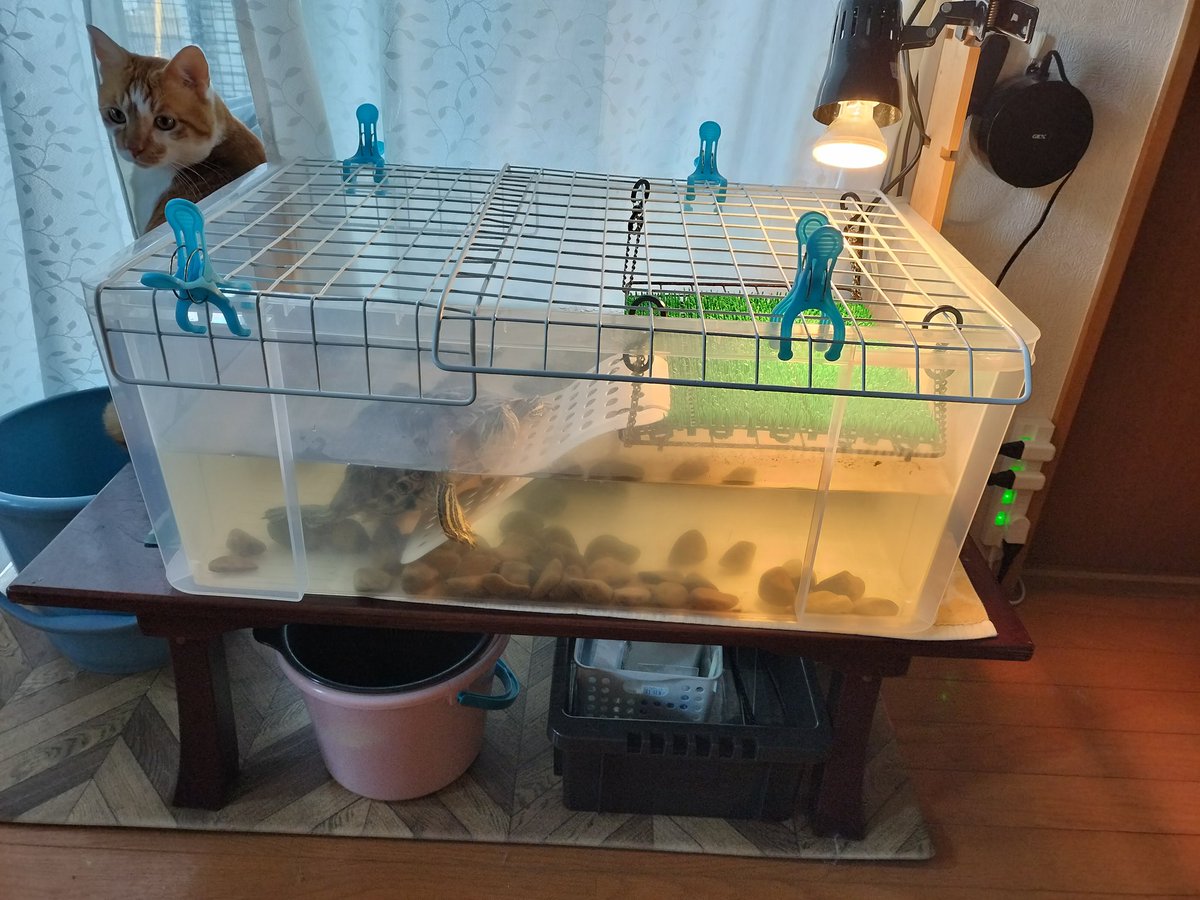 カメスペースを大幅リニューアル🐢 寒くなってきてヒーターを入れた