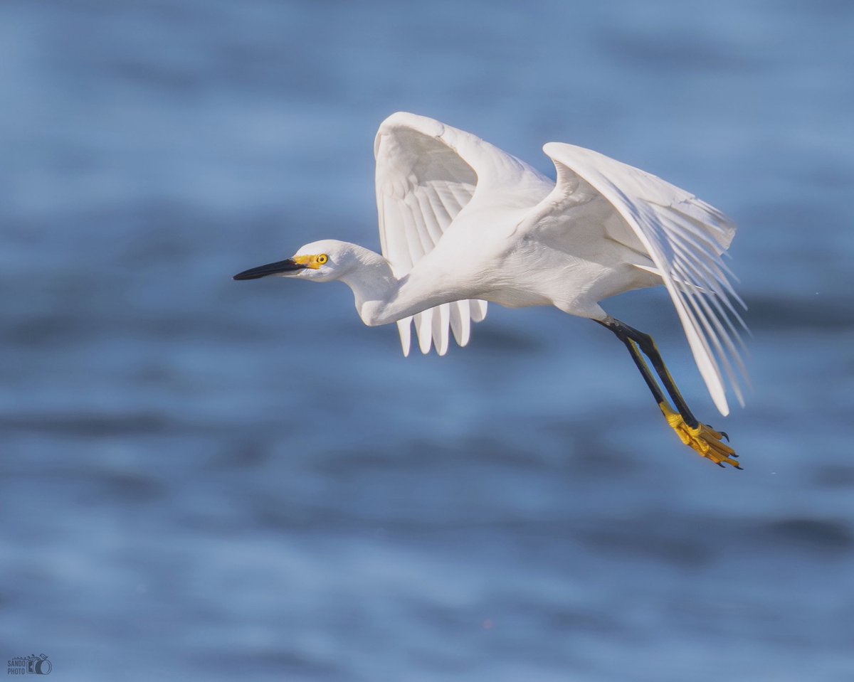 sandovalpr_26's tweet photo. 🌤️🕊️ #FlyFriday: A Snowy Egret during liftoff, grace in motion.
(Garza Blanca)
📍Isabela, Puerto Rico 🇵🇷
#birdphotography #BirdsOfTwitter #birdsseenin2025 https://t.co/Z1MCUQLXMk