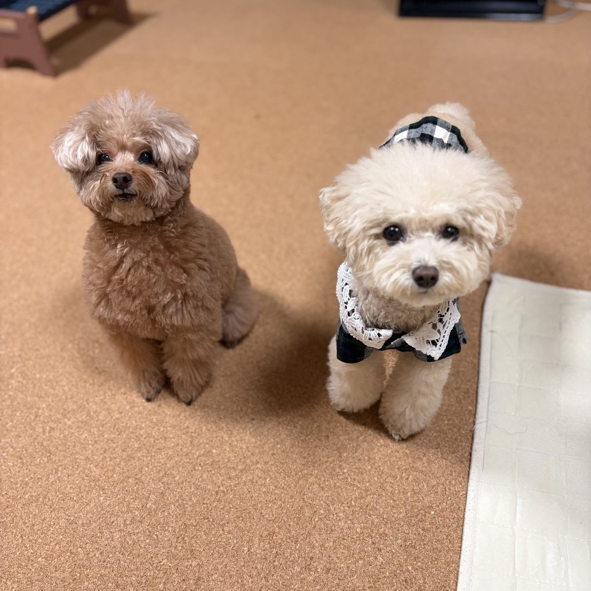 虎太郎様 トイプードルの虎太郎&三桜 (@Toy_Kotarou_Mio) / Posts / X