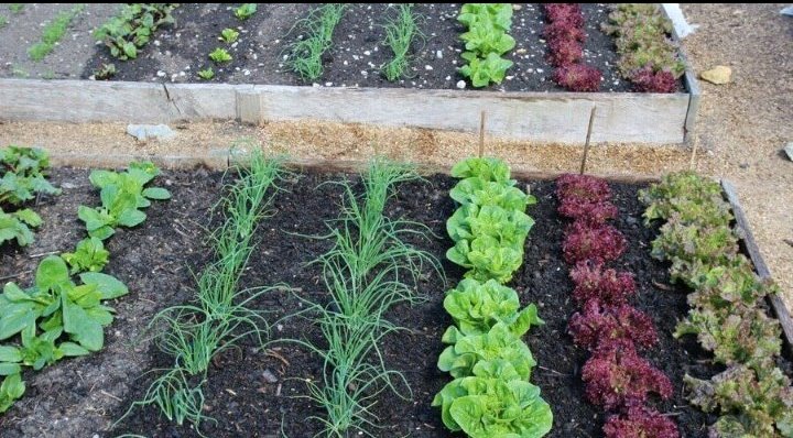 Mugabemable01's tweet image. Having  #kitchen garden at home is easy and cheap. Instead of planting only flowers, create space for a variety of #veggies. 
This saves money, protects the environment, and  enriches your diet with body #protecting foods, Please try it, it's  possible anywhere and for everyone.”