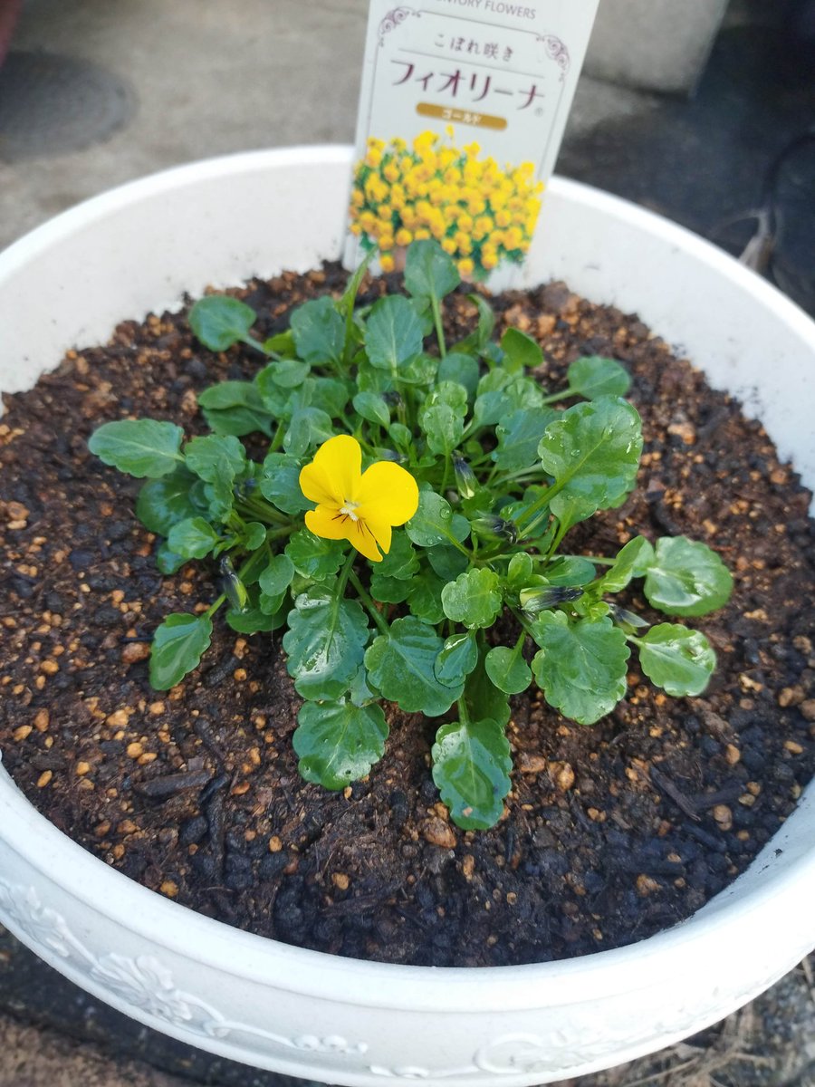 花壇、冬バージョン

ちょろっとパンジー。
鉢植えでフィオリーナ。
春になったらチューリップが芽を出す予定。球根の越冬を絶賛応援中です！