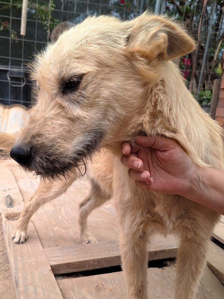 RINGO busca hogar 🧡
Creció en el refugio viendo cómo sus hermanos eran adoptados. Él sigue esperando.
Sociable, activo y de tamaño grande, merece su oportunidad. 🐶🏡
📌 Protocolo: bit.ly/ProtocoloAdopc…
📲 WhatsApp (no llamadas): 621260314