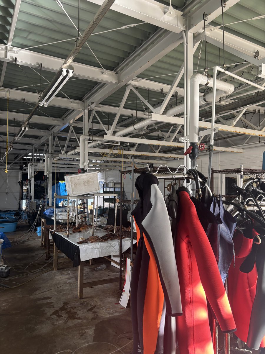 robertmoise_'s tweet photo. I had the pleasure of visiting the Maizuru Fisheries Research Station (@mai_fish_res_st/@univkyoto) thanks to Dr. Reiji Masuda. I was impressed by the range of ongoing projects and the diversity of species they study. A great day of shared ideas and good company. 🛥️ https://t.co/XlWwpwAi97