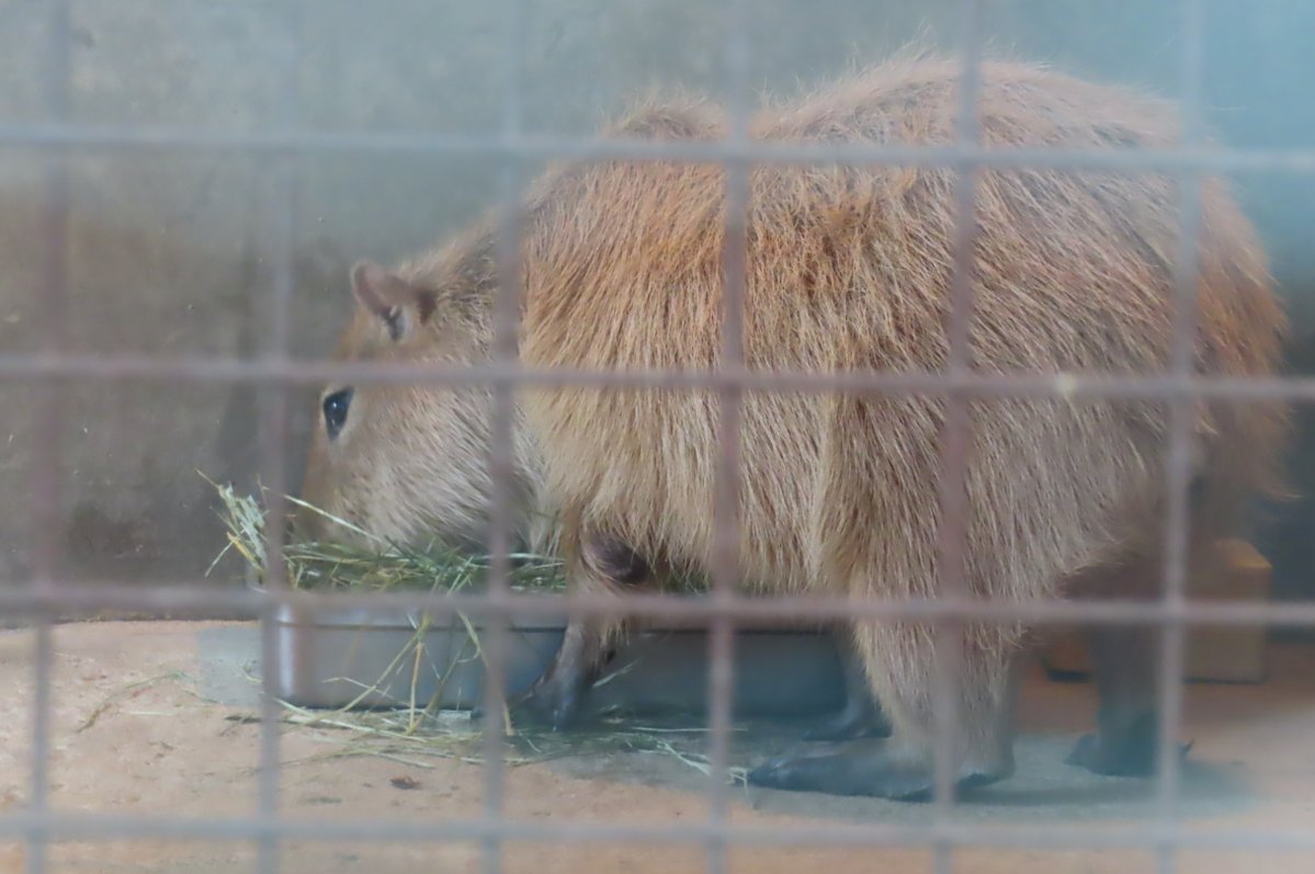 けろけろ (@capyanimal) / Posts / X