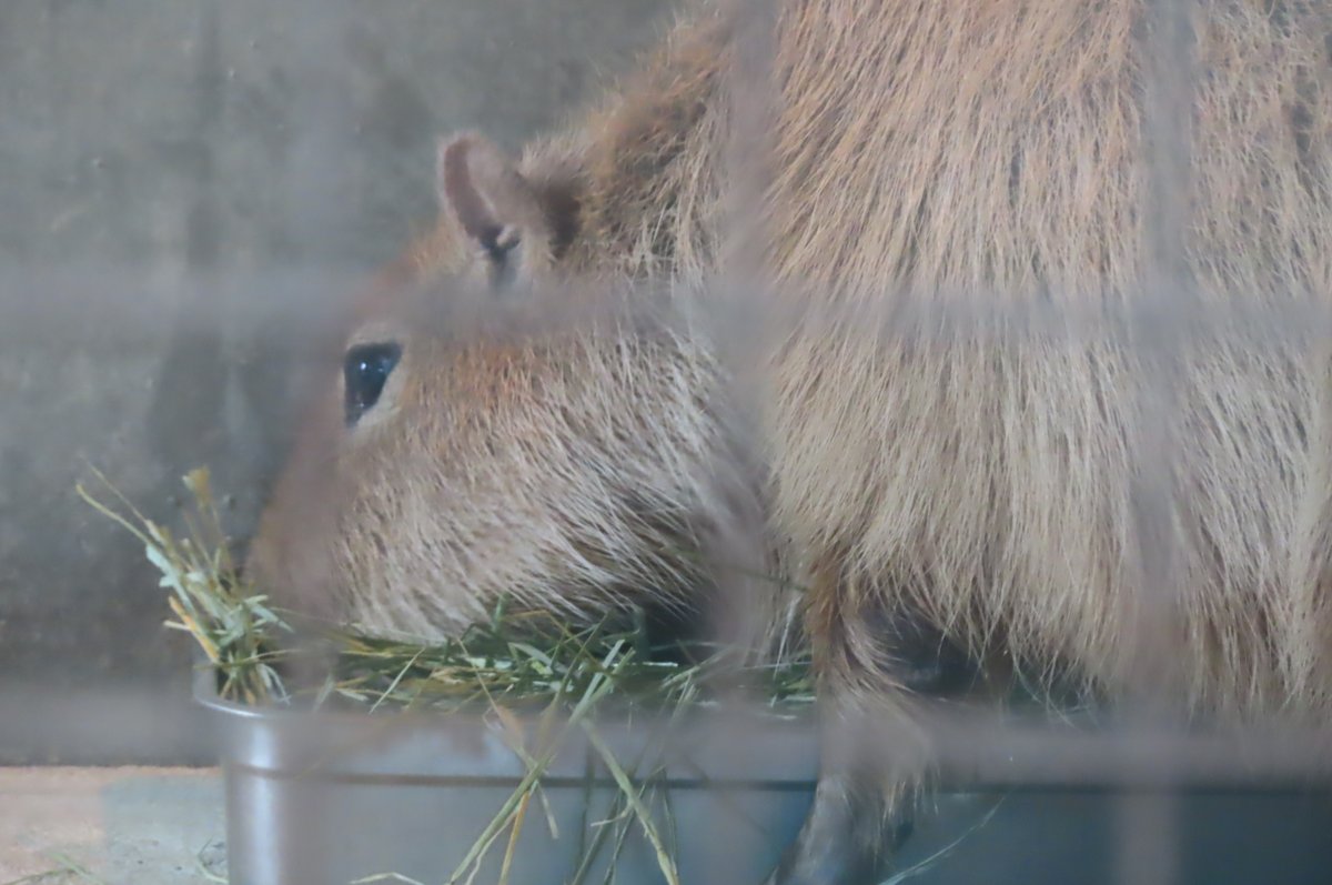 カピバラ子　1002 けろけろ (@capyanimal) / Posts / X