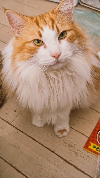 ニンゲン何してるの? 