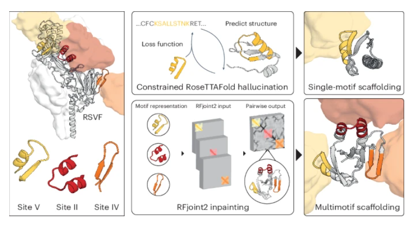 nchembio's tweet photo. A new paper developed a deep-learning-based de novo design strategy that enables simultaneous scaffolding of three distinct epitopes and demonstrates the potential of generative models for complex multisite protein engineering

https://t.co/zaHe8JAakC https://t.co/LkUedc5kj5