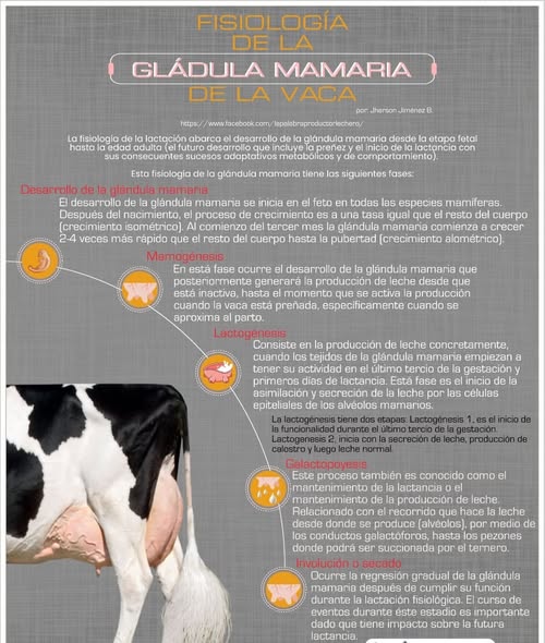 Fisiología de la glándula mamaria de la vaca. #ConstruyendoGanaderia @fedegan <a href="/jflafaurie/">José Félix Lafaurie</a> <a href="/PLguachucalFNG/">Guachucal Pasión Ganadera</a>