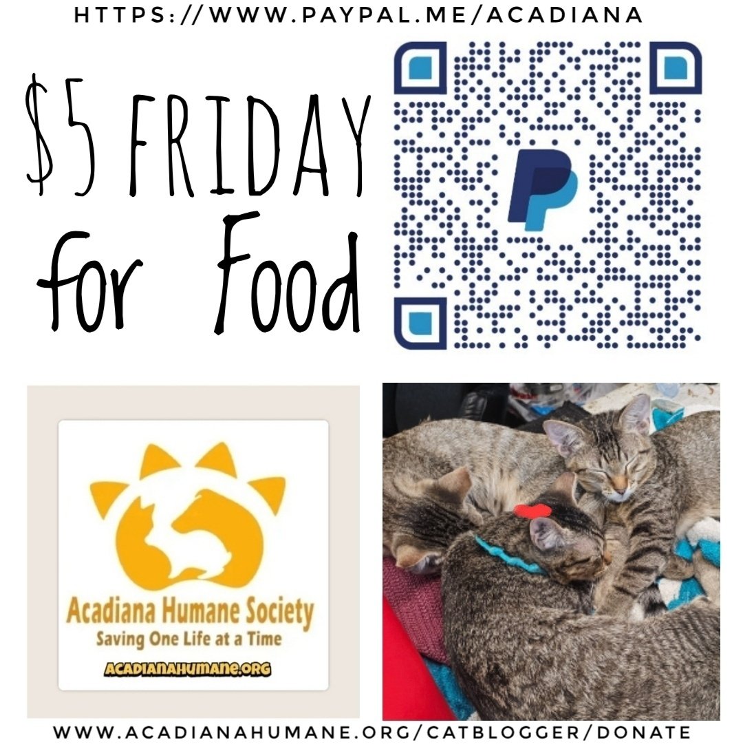 mycatranch's tweet photo. It's $5 Friday for Food! Huey, Dewey &amp; Louie would love to meet you! Please grab a bag of kitten food, or TikiCat Indoor; or maybe can cat food, &amp; drop it off at Prof Erny's Music at 1508 S. College Rd. in Lafayette for Acadiana Humane Society! https://t.co/710qwiK35t https://t.co/vXYZViLOmC