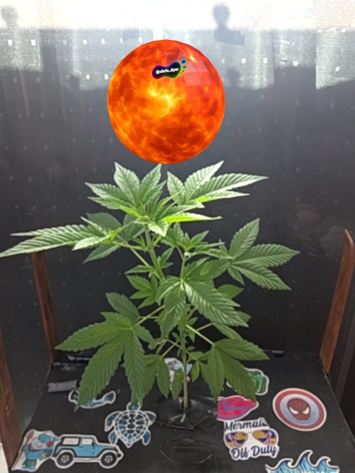 pvtSamoa's tweet photo. @weedcoinOG #footprintsofpeace #WeedcoinIsPeace $WEEDCOIN  these are the 3 tags to use for @weedcoinOG https://t.co/wHUYNkCFbq