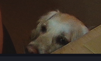 We're only live again with a bit of #osrs trying to get the phoenix at wintertodt! 

twitch.tv/Grookz_

Here's a photo of the dog begging for a treat to persuade you to join us 👀