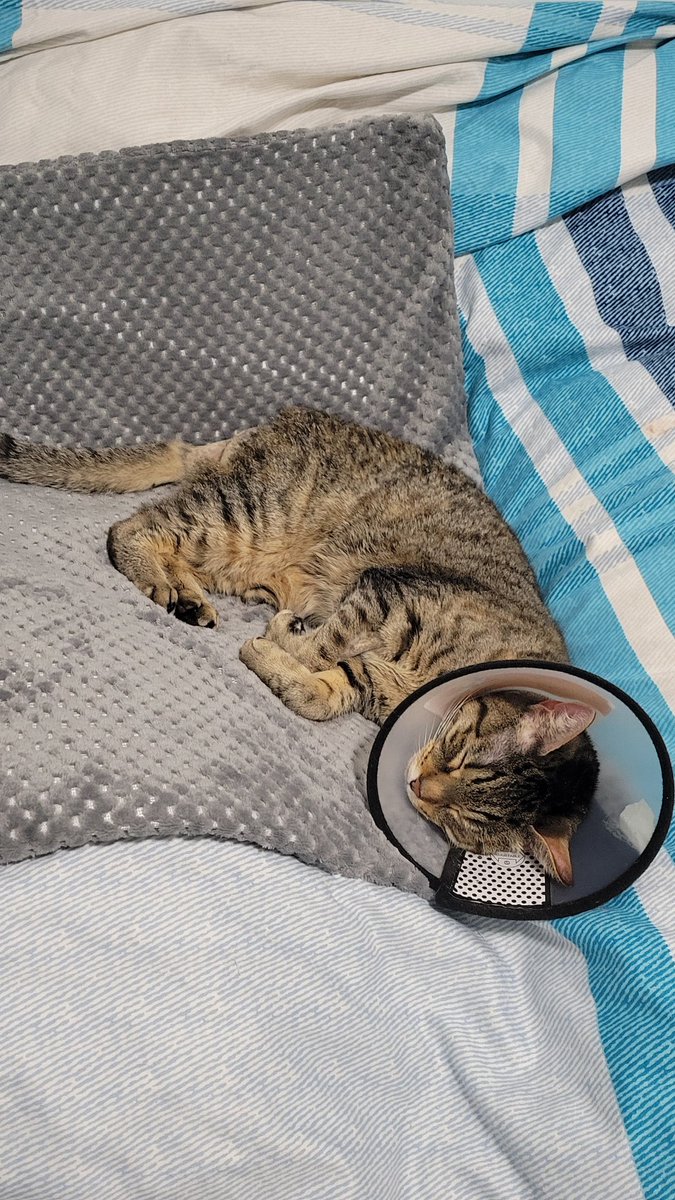 JennyLin_Ko's tweet photo. 💜 Bumping this

#GoFundMe #vetbills #cat https://t.co/pUYm2lvKZ1