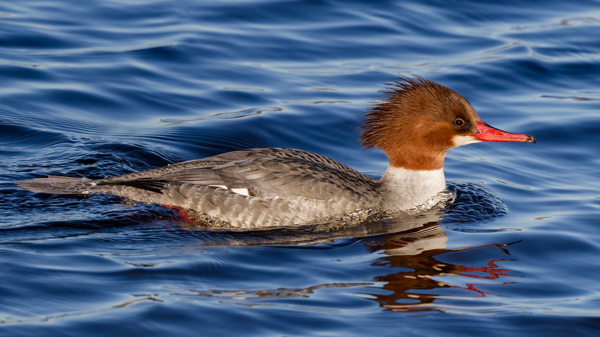 hubbnyc's tweet photo. Common Merganser patrolling the waters on the south side of the Central Park Reservoir this afternoon
#commonmerganser #birdcpp #birdphotography #nikonphotography #fallmigration https://t.co/ZibAWh57ac