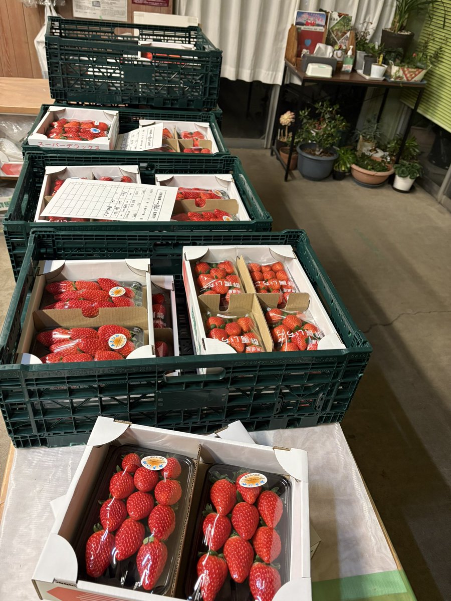 いちご🍓15（イチゴフィフティーン） (@suda15en) / Posts / X