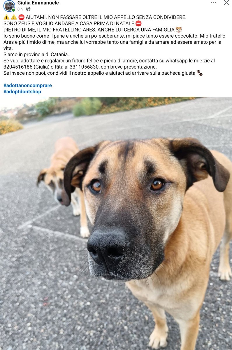 unonlus's tweet image. #Zeus e #Ares #cercafamiglia. 
Sono in provincia di Catania.
Se vuoi adottare e regalargli un futuro felice e pieno di amore, contatta su whatsapp al 3204516186 (Giulia) o Rita al 3311056830, con breve presentazione.
#giulia