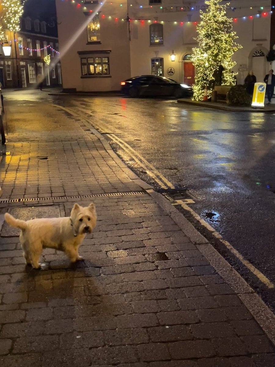 Ooh a pwetty  Chwissymas twee 🎄 #Westie #ZSHQ #Dogs