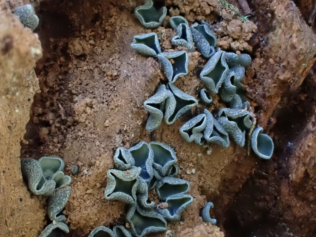 もっちー🍄🌿 (@mottii1965) / Posts / X