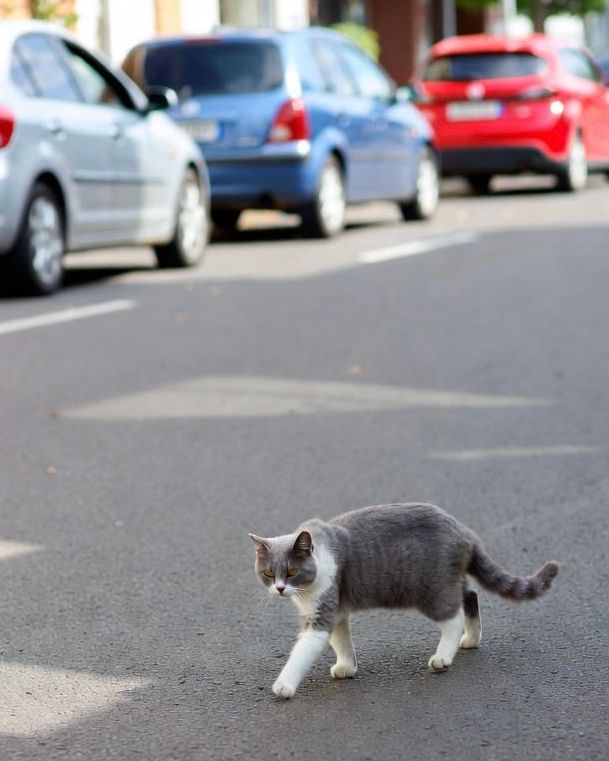 freewaysom's tweet photo. Sadly I’ve mentioned￼￼ this so many times over the years, the difference between dogs and cats as working animals is what lies behind the rationale when it comes to reporting collisions with them on our roads, avoidance is still the better option

https://t.co/9hkRjMFoUr https://t.co/H7DCiJRO6Y