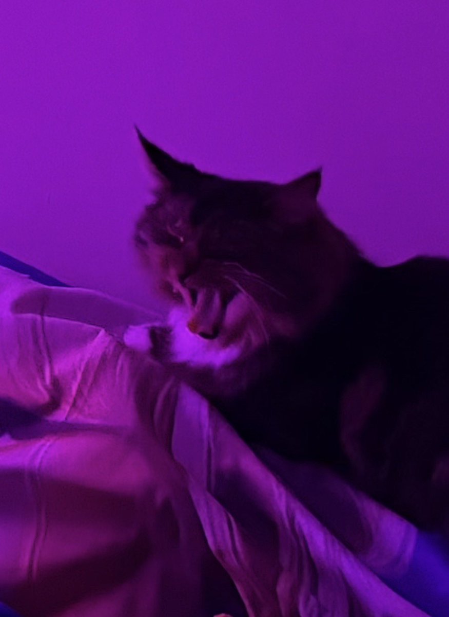 Chloe Donald tweet media