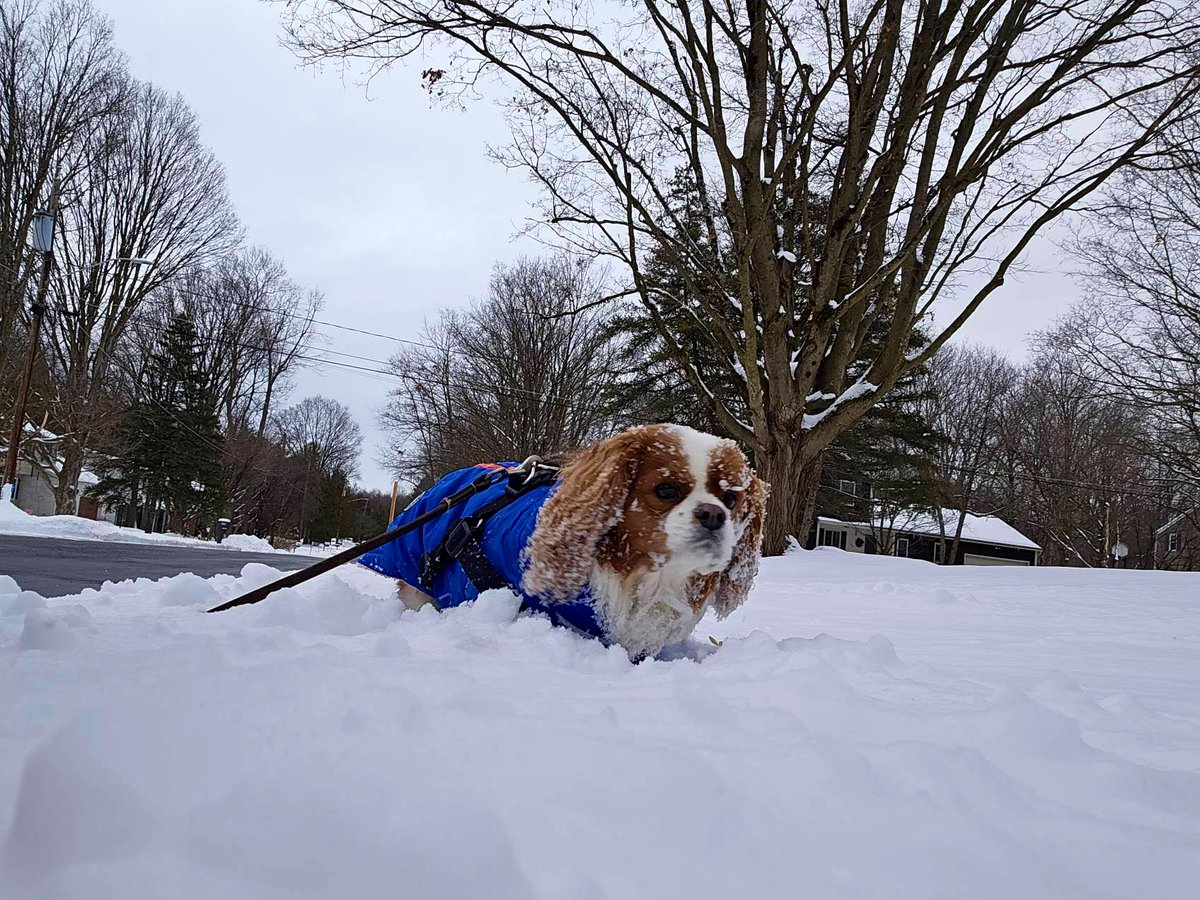Pippin’s World: #CavPack Luv 🌈HooDad🌈Milo🌈Ms🌹 tweet media