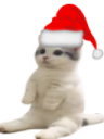 CSVCcoin's tweet photo. catsittingverycomfortablewithchristmashat https://t.co/TMyEAvzvpi
