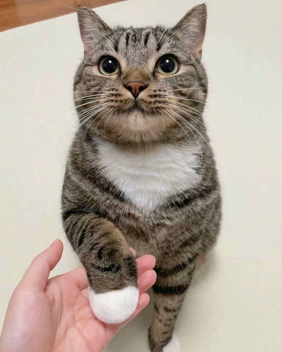 Punch Cat (@punchingcat) on Twitter photo 