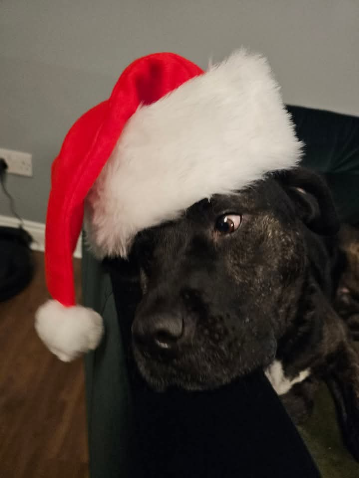 🎅🏻🖤🎅🏻Fabulous goofy Frank 🎅🏻🖤🎅🏻

Foster or Adoption ❤️